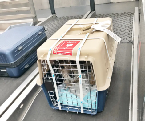 西宁宠物托运 宠物托运公司 机场宠物托运 宠物空运